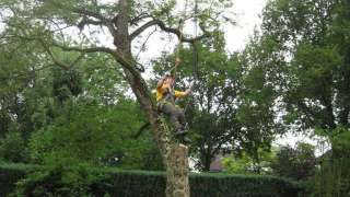 bomen rooien, kappen, vellen, snoeien in Veghel